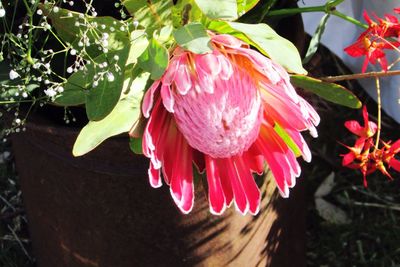 Close-up of pink flowers