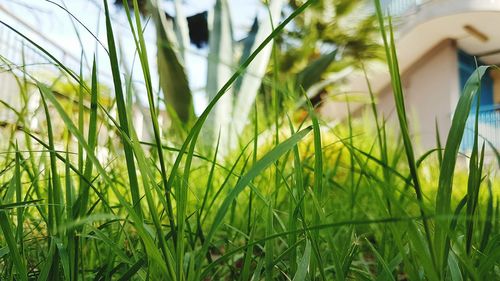 Close-up of stalks on grassy field