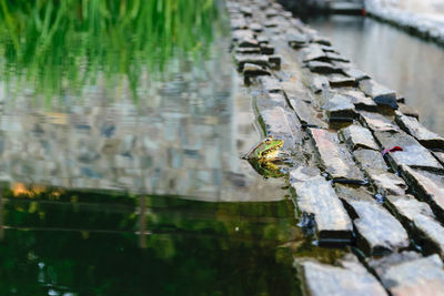 Close-up of insect on lake