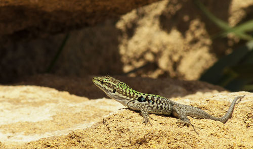 Close-up of lizard on rock