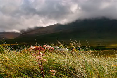 Close-up of grass on field against sky
