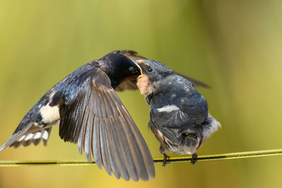 Close-up of birds perching on a bird