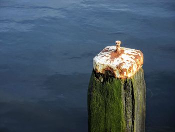 Bird on wooden post in lake