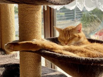 Cat lying on a window