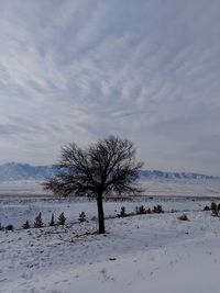 Bare trees on snow covered field against sky