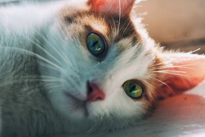 Close-up portrait of cat