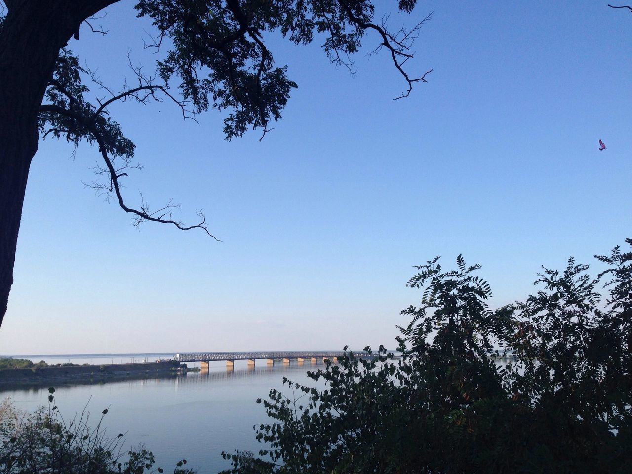 clear sky, water, tree, tranquility, copy space, branch, tranquil scene, scenics, nature, beauty in nature, blue, bare tree, lake, idyllic, sea, river, outdoors, growth, no people, reflection