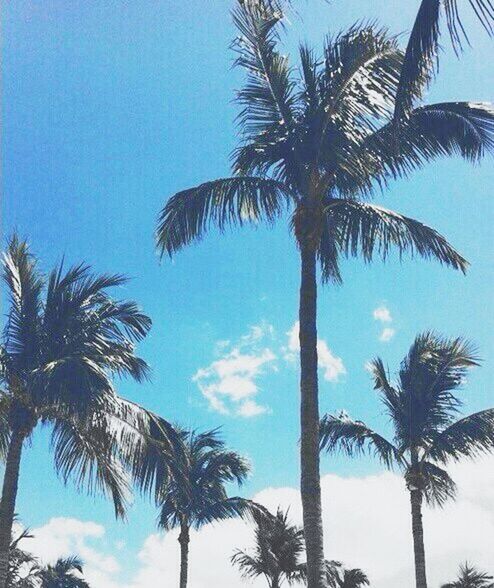 palm tree, tree, low angle view, tree trunk, coconut palm tree, growth, sky, tranquility, blue, beauty in nature, palm leaf, nature, tall - high, silhouette, scenics, tropical tree, palm frond, tranquil scene, tropical climate, clear sky