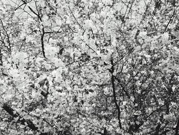 Full frame shot of trees against sky