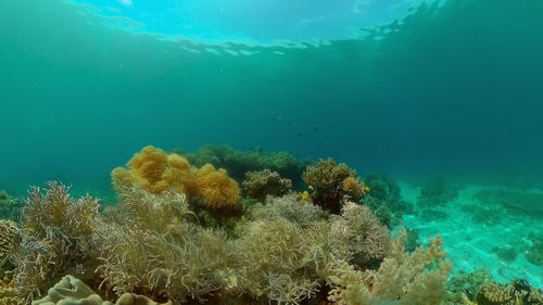undersea