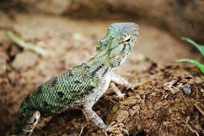 Close-up of lizard