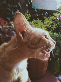 Close-up of a cat looking away