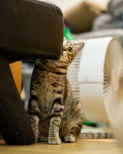 Close-up of a cat sitting at home