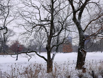 Bare trees on snow covered landscape