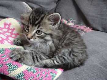 Close-up portrait of kitten relaxing on bed