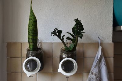 Close-up of potted plant against wall