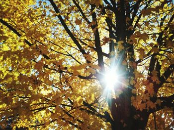 Sun shining through trees