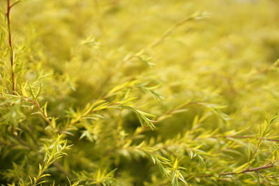 Close-up of plants growing on field