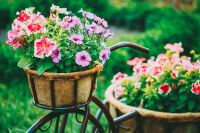 Close-up of fresh pink flower in basket