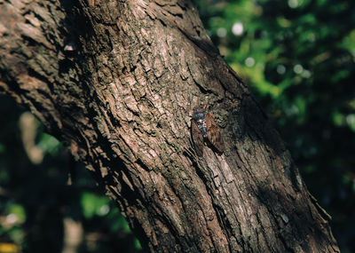 Close-up of insect on tree trunk