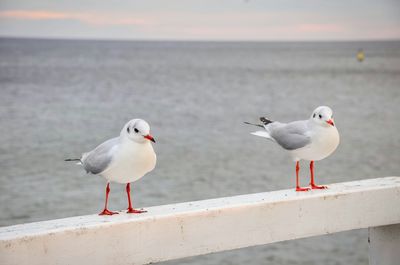 Seagull perching on retaining wall by sea against sky