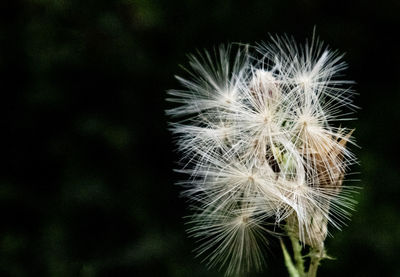 Close-up of dandelion on plant