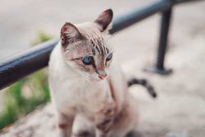 Close-up of cat looking away