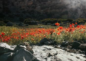 Poppy flowers on landscape