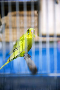 Green budgerigar in cage