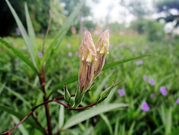 Close-up of purple flower on plant