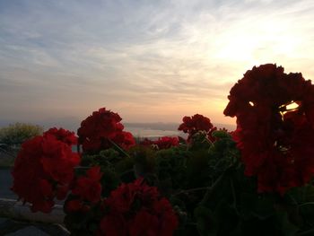 Close-up of red flowers blooming against sky during sunset