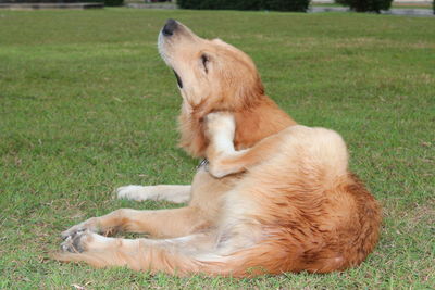 View of a dog resting on field