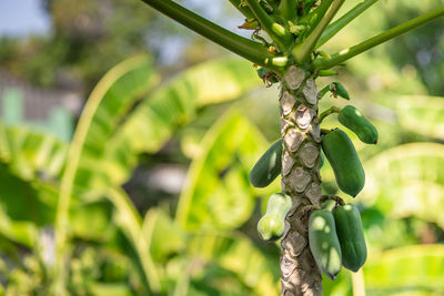 Close-up of berries on plant