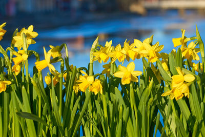 Close-up of yellow daffodil flowers in field