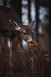 Close-up of deer on field