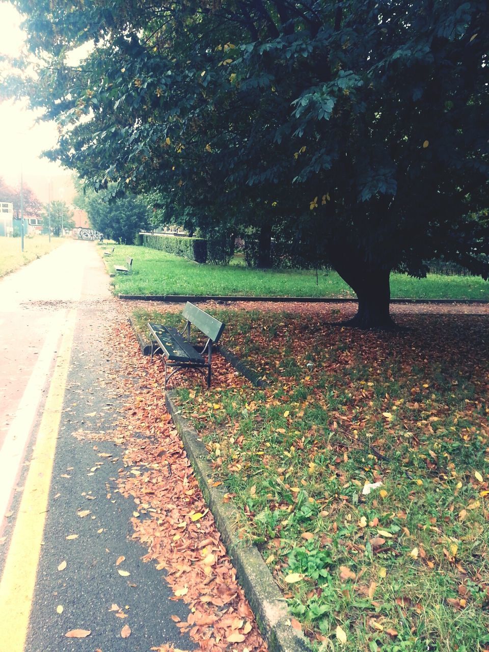 transportation, the way forward, road, tree, diminishing perspective, vanishing point, growth, nature, road marking, leaf, grass, street, footpath, tranquility, empty, green color, plant, outdoors, surface level, day