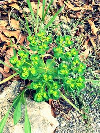 Plants growing on field