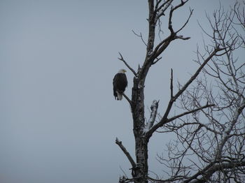 Low angle view of bird perching on tree