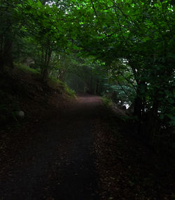 Footpath passing through forest