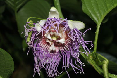 Close-up of purple flowers