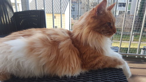 Close-up of dog sitting on floor
