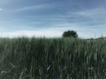 Wheat growing on field against sky