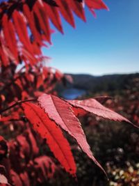 Close-up of autumn leaves against sky