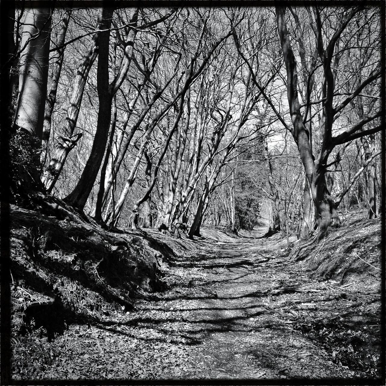 tree, transfer print, bare tree, tranquility, branch, auto post production filter, the way forward, tranquil scene, forest, tree trunk, nature, scenics, beauty in nature, woodland, landscape, growth, non-urban scene, diminishing perspective, day, dirt road