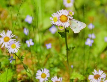 Close-up of white flowering plant and butterfly in field