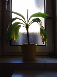 Potted plants on window sill