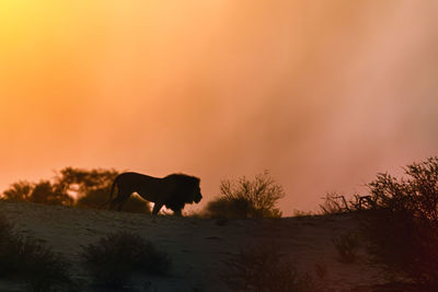 Horses on field against sky during sunset