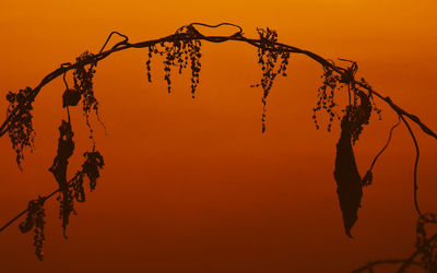 Low angle view of silhouette plants against orange sky