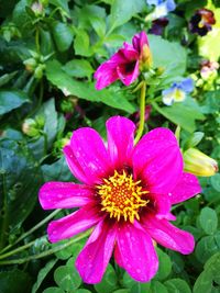 Close-up of wet pink flower blooming outdoors
