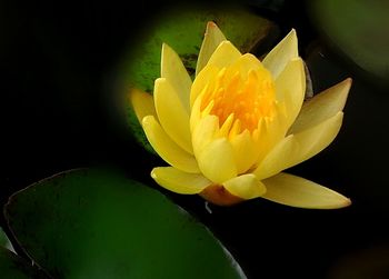 Close-up of yellow water lily blooming against black background